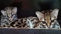 zoo margay foto Šárka Kyselová